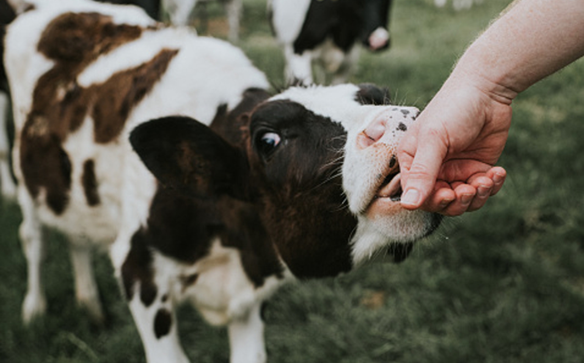 YOgourmand, l'Occitanie dans le pot et dans la peau !